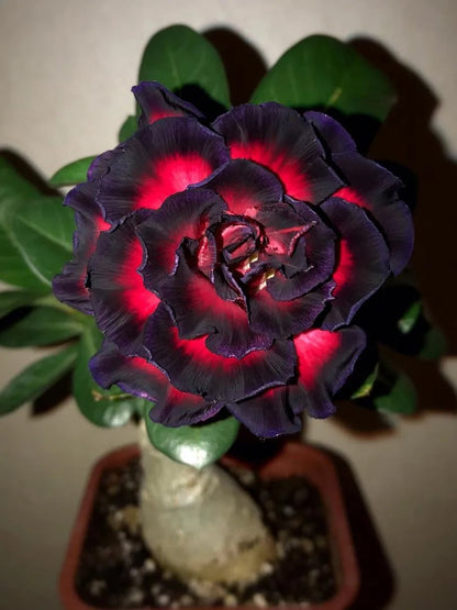 🌵🌹 Dive into Desert Beauty: Desert Rose Seeds for Your Tranquil Haven!-Various Colors🌱Long Flowering Period 🏜️🌺