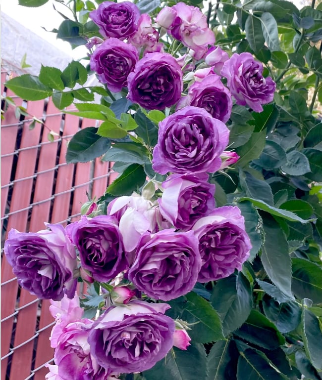 🔥2025 New Arrival 49% OFF🔥🌱Climbing Rose Seeds
