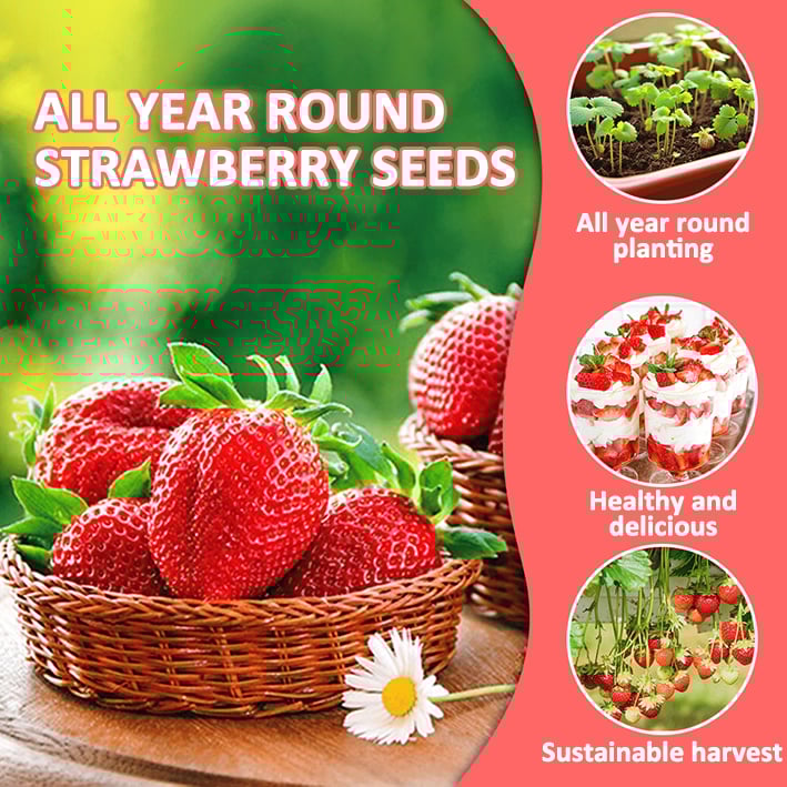 🔥Hot Sale - 49% Discount🔥All Season Strawberry Seeds🍓