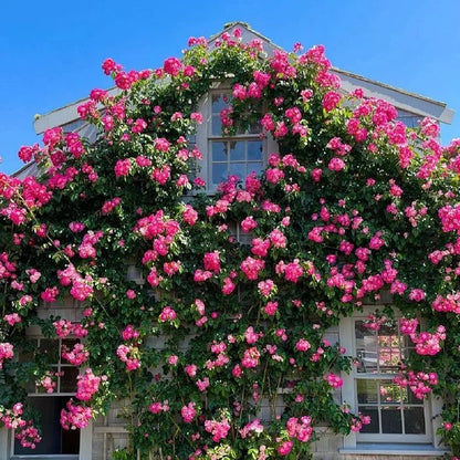 🔥2025 New Arrival 49% OFF🔥🌱Climbing Rose Seeds