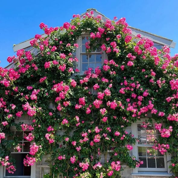 🔥Last Day 49% OFF🌺200pcs Climbing Rose Seeds | Free Fertilizer--Supplement nitrogen, phosphorus and potassium