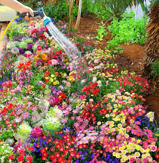 🔥Last day clearance💝Mixed Perennial Flowers Seeds-Over 50 kinds mixed