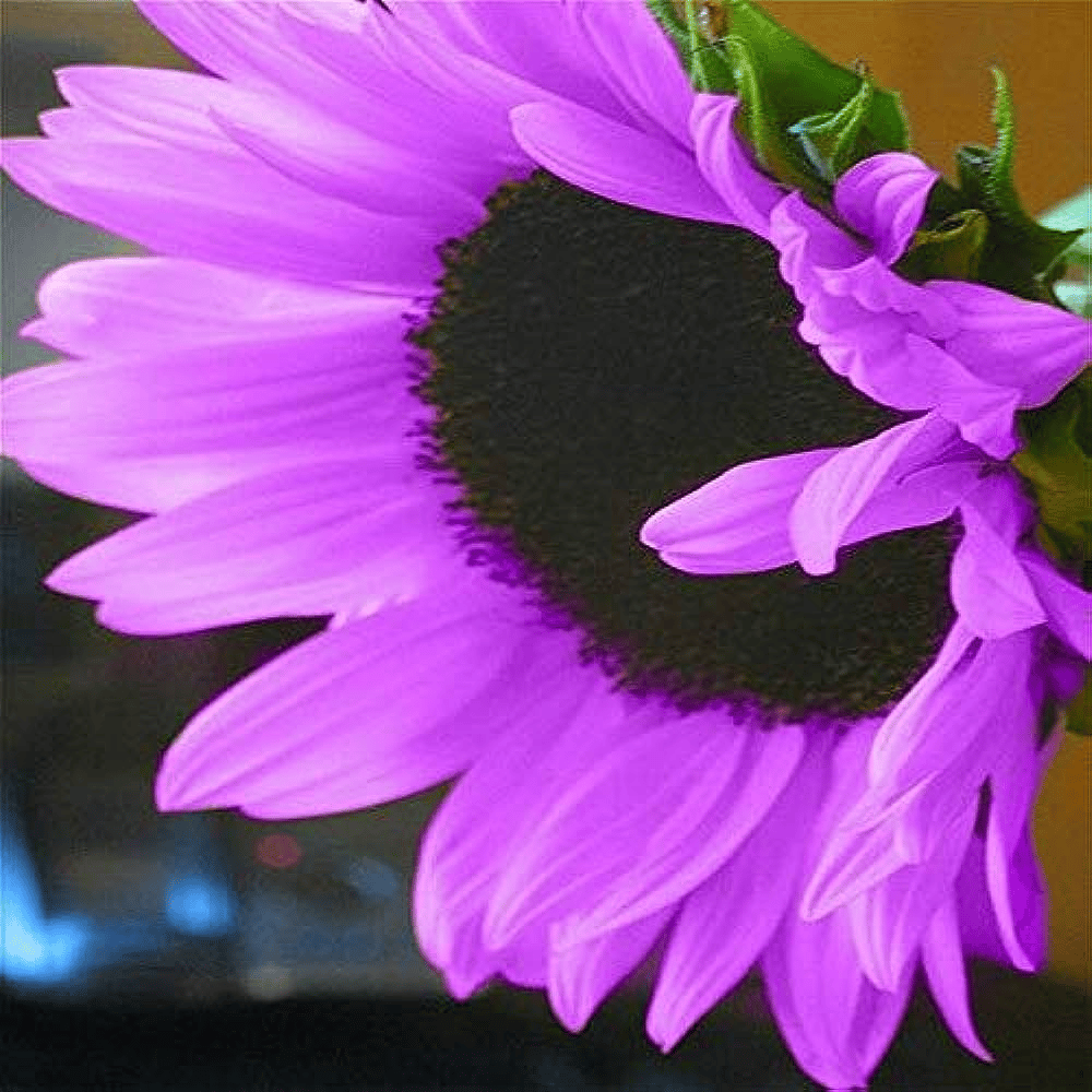 💜Sun Flower Rare Plant Garden- Giant Purple Sunflower Seeds