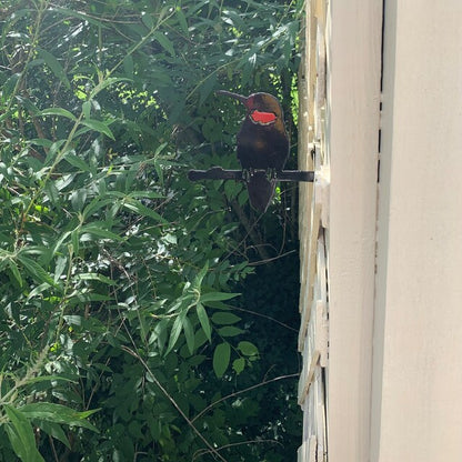 🐦Metal Bird Garden Decoration