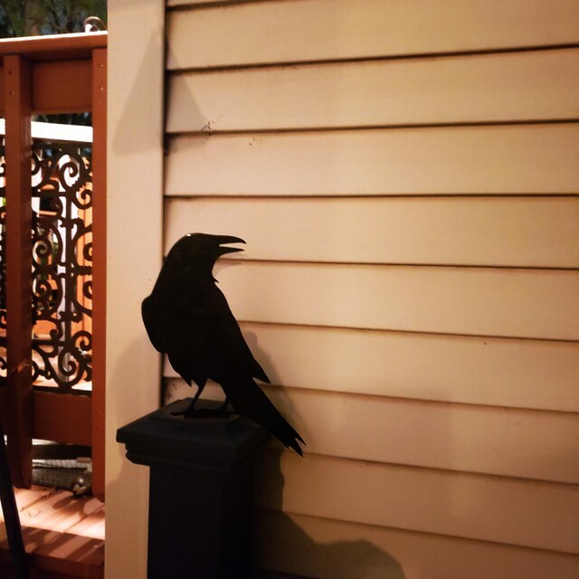 🐦Metal Bird Garden Decoration