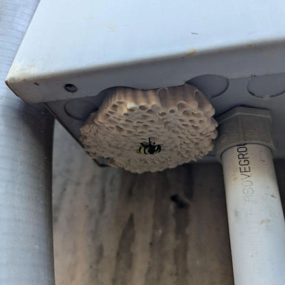🐝Wasp Nest Eealistic 3D Printed Geocache with Log and Magnet - Ready to be Hidden!
