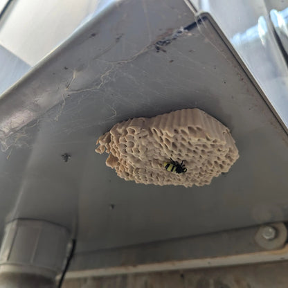 🐝Wasp Nest Eealistic 3D Printed Geocache with Log and Magnet - Ready to be Hidden!