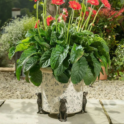 🌼Pack of 3 Animal Pot Feet